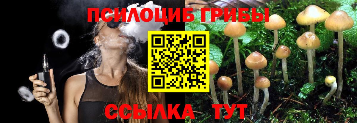 Галлюциногенные грибы Psilocybine cubensis Астрахань